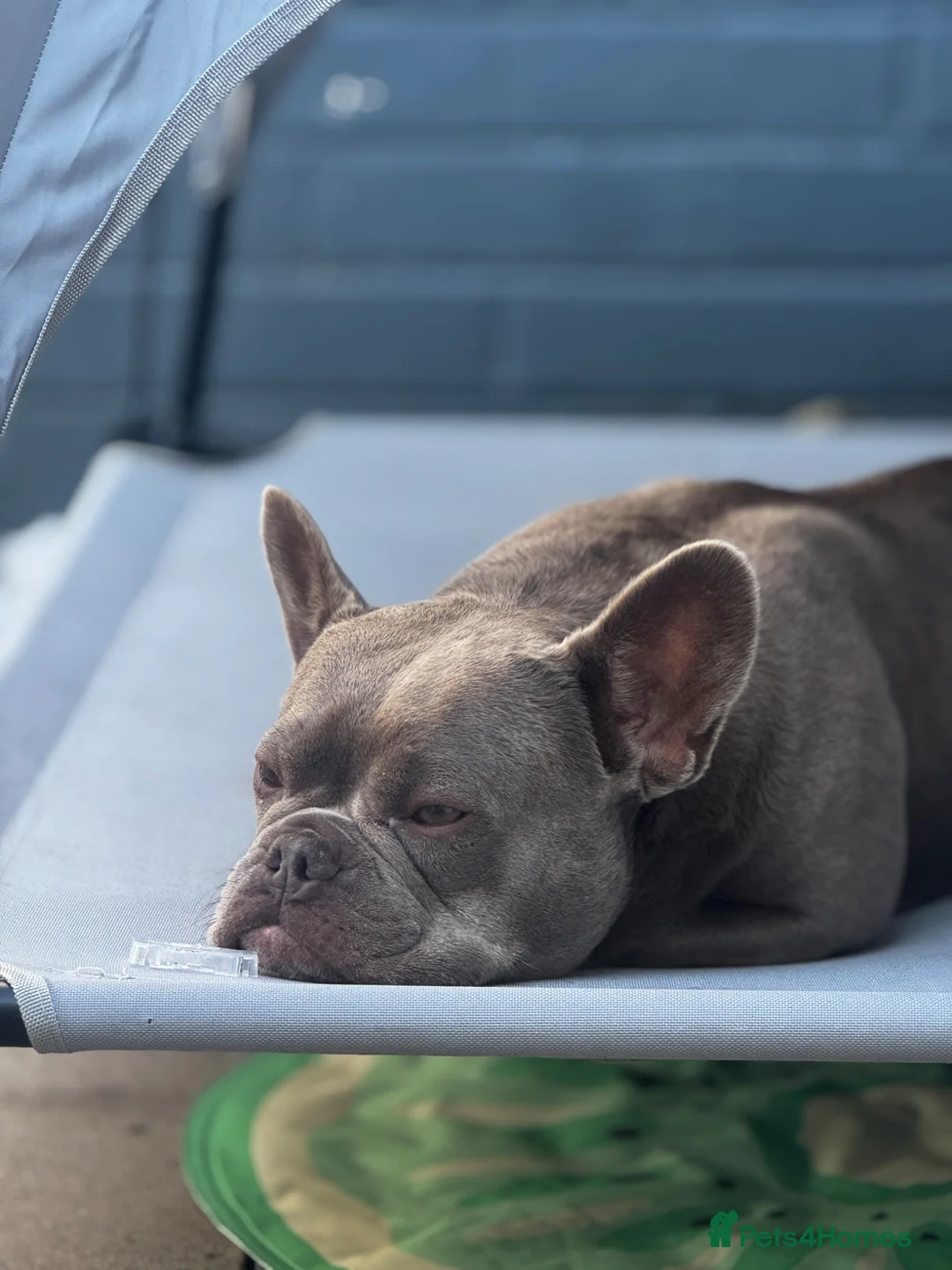 French Bulldog dogs for sale: French bulldog female rehome - Advert 2