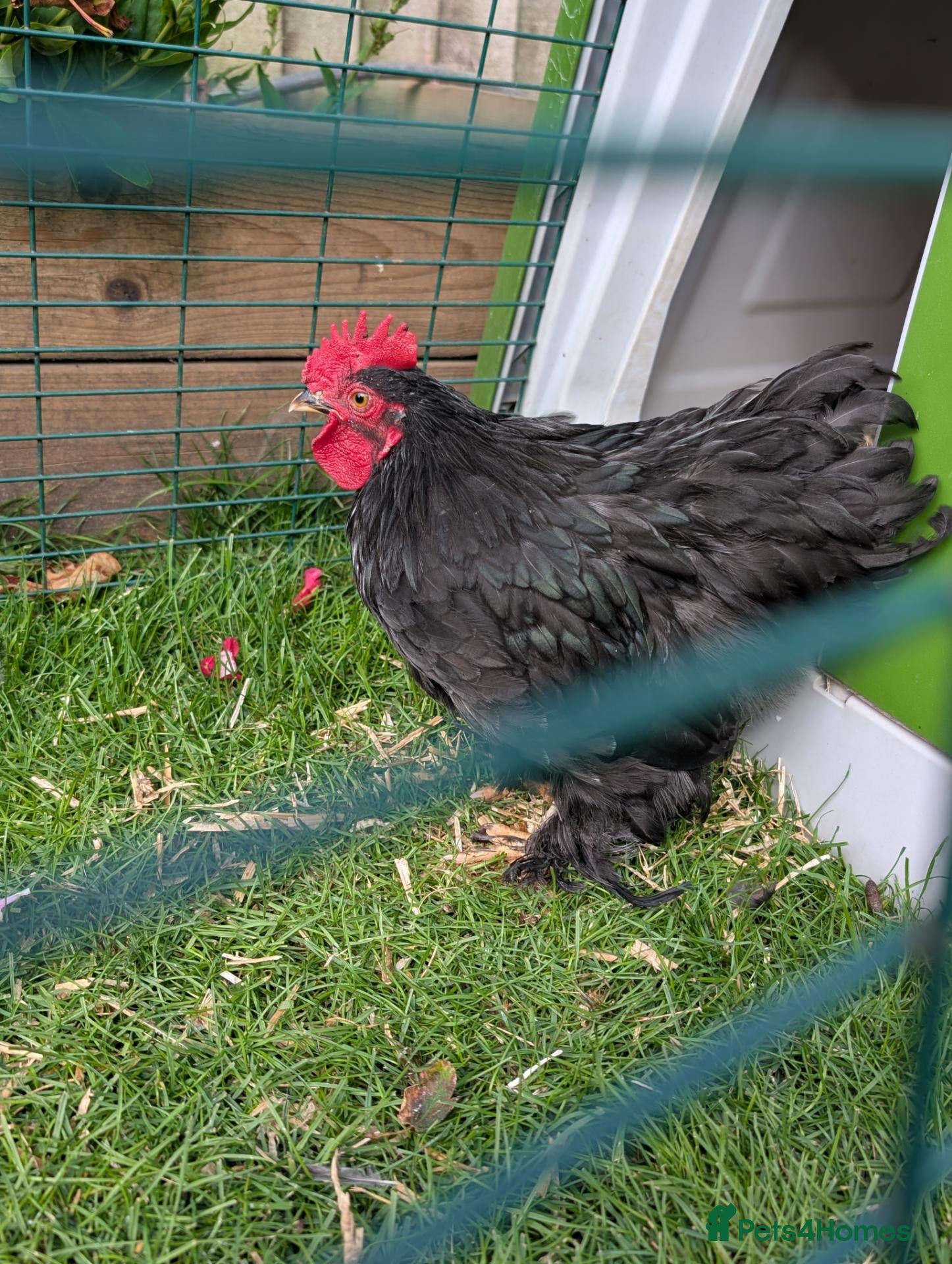 Chickens poultry Pekin bantam Cockerel - Advert 7