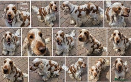 Cocker Spaniel dogs for sale: Stunning Show Cockers-Health Checked,KC Registered - Image 11
