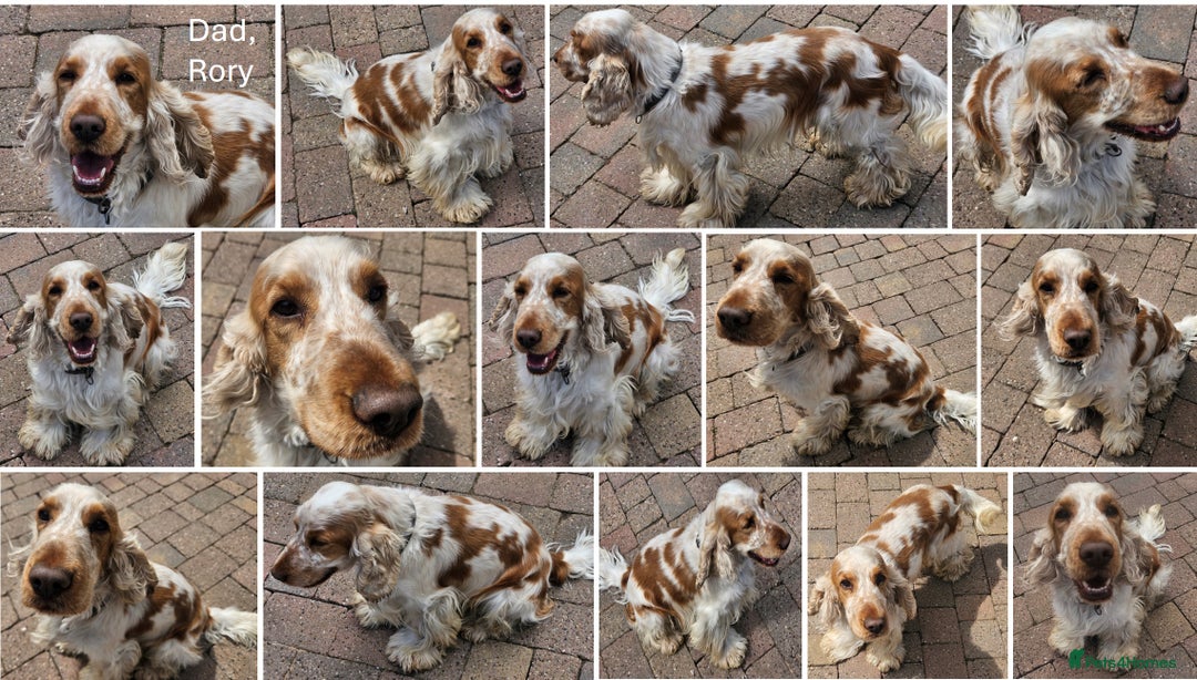Cocker Spaniel dogs for sale: Stunning Show Cockers-Health Checked,KC Registered - Image 11