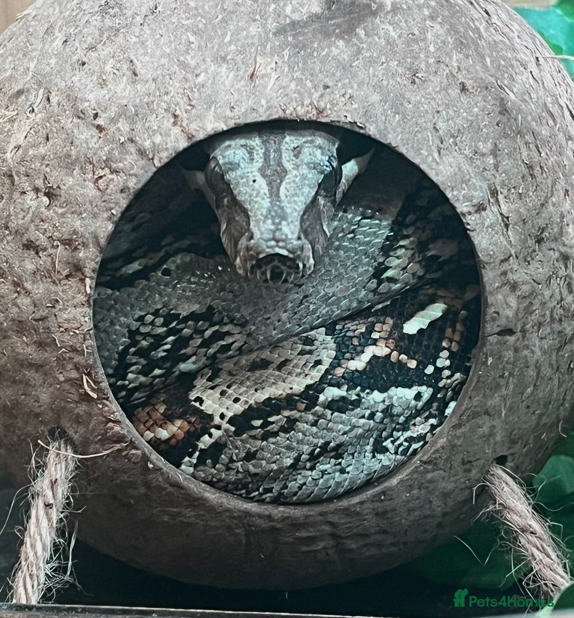 Boa Snake reptiles Male Nicaraguan Dwarf Boa - Advert 2