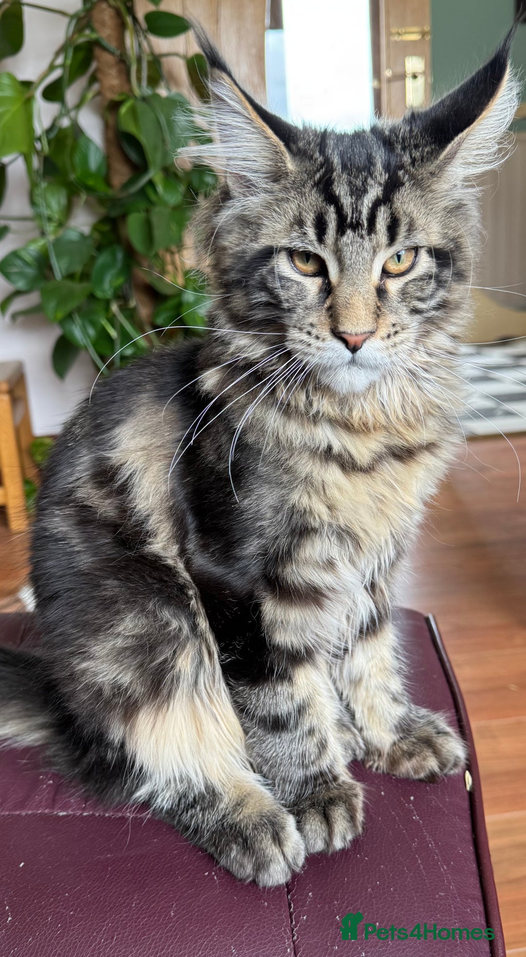 Maine Coon cats for sale: Beautiful Male Maine Coon For Sale - Image 2