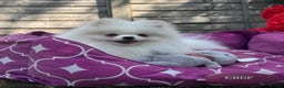 Pomeranian dogs for sale: White and Orange Pomeranian Boys - Advert 1