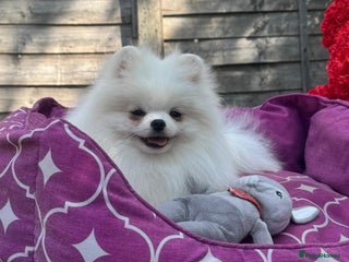 Pomeranian dogs - Advert 6