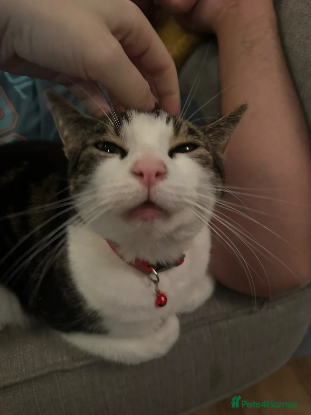 Mixed Breed cats for sale: Male Calico - Charlie - Open to Offers  - Advert 2