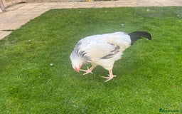 Chickens poultry for sale: Cockerel for sale  - Image 3