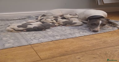 Whippet dogs - Advert 6