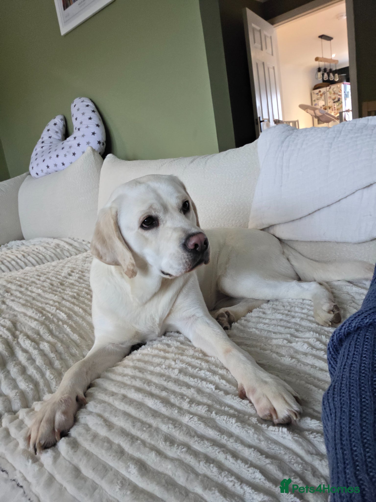 Labrador Retriever dogs 1yo Female Labrador Retriever  - Advert 2