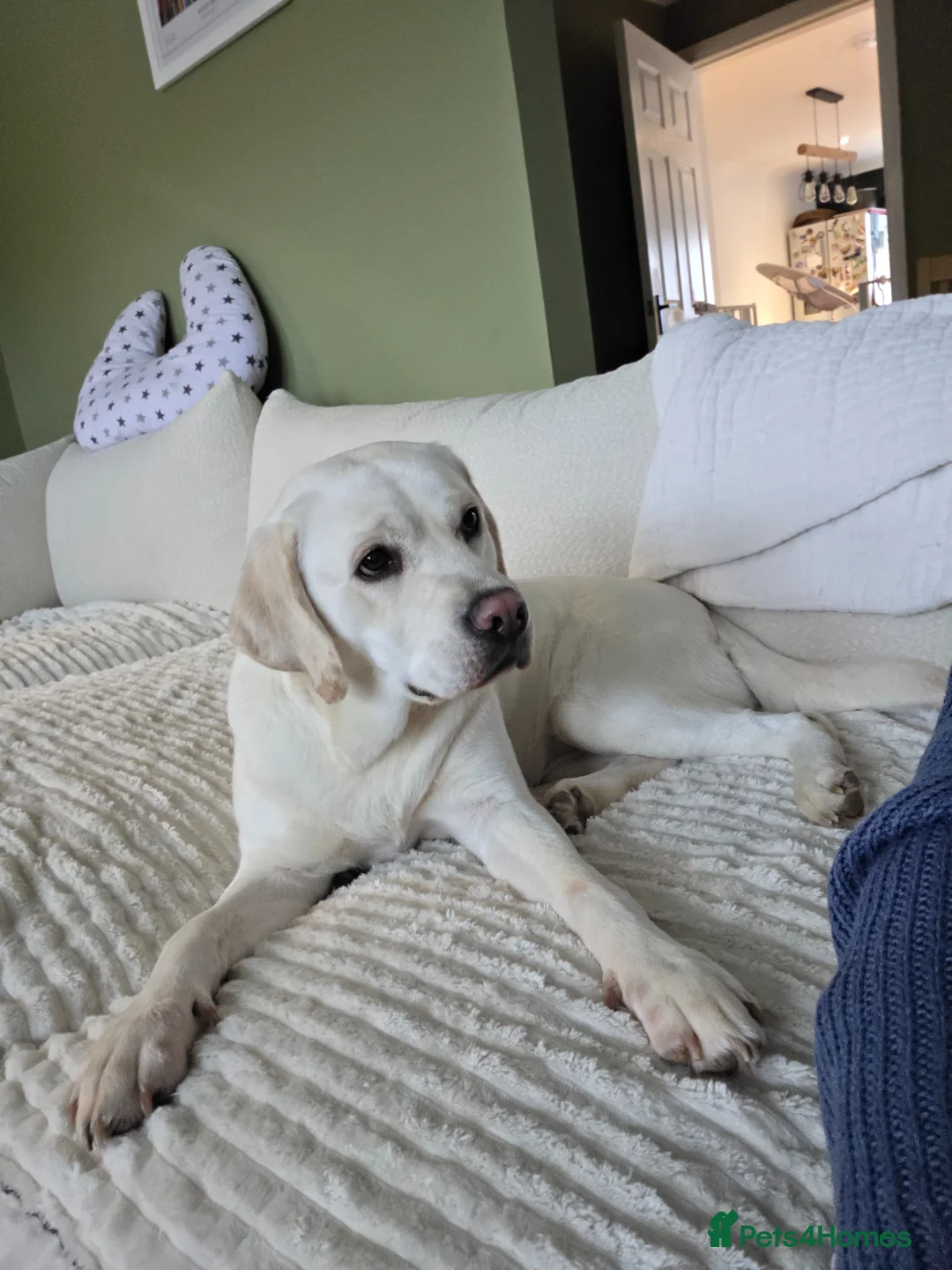 Labrador Retriever dogs for sale: 1yo Female Labrador Retriever  in Biggar - Advert 1