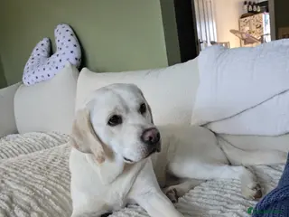 Labrador Retriever dogs 1yo Female Labrador Retriever - Advert 2