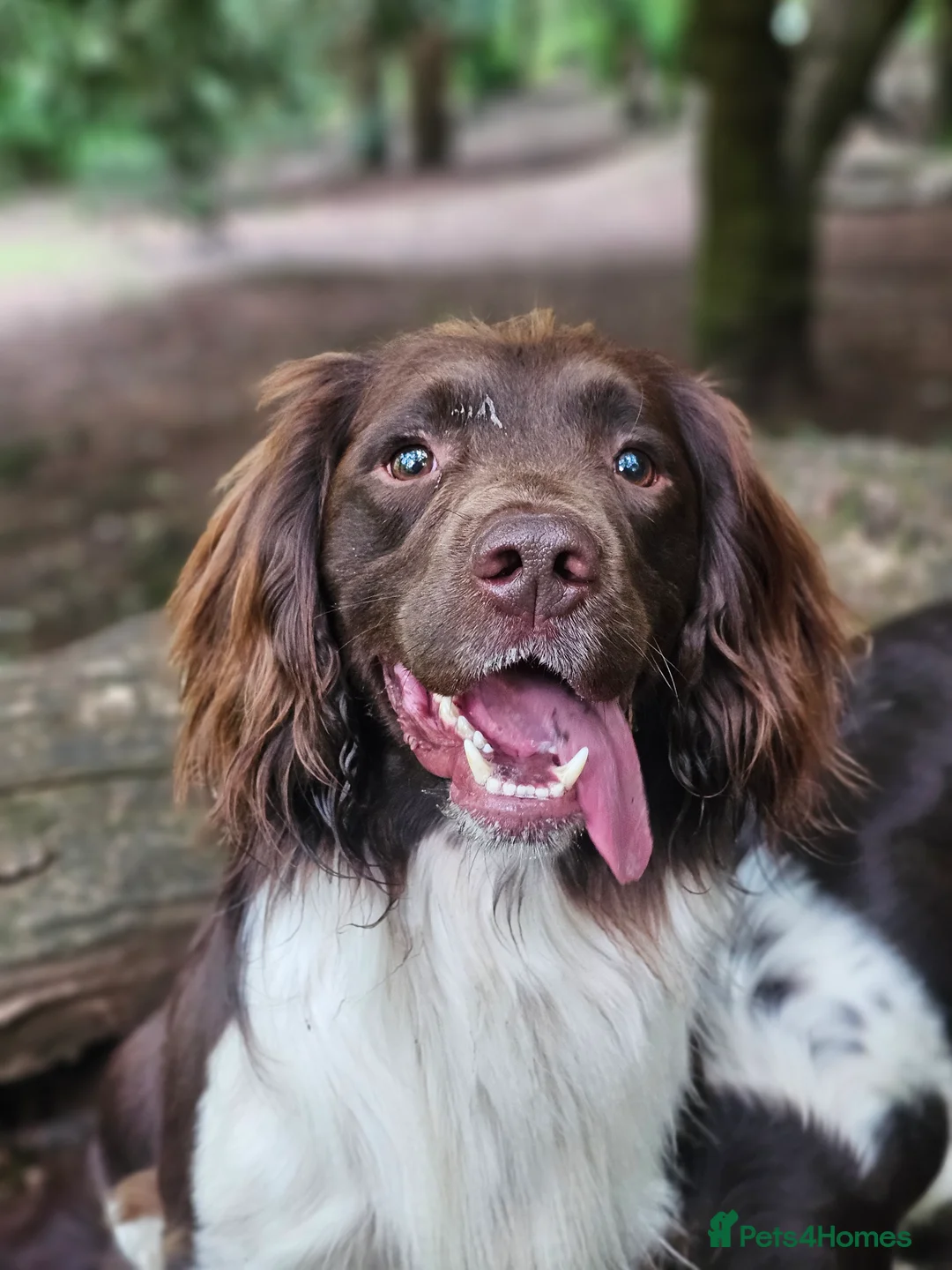 English Springer Spaniel dogs for stud: English Springer Spaniel Stud  in Derby - Advert 36