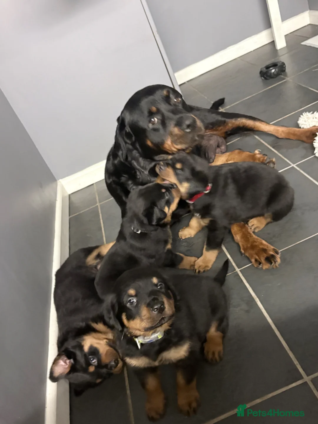 Rottweiler dogs for sale: Rottweiler puppies  in Cambridge - Advert 1