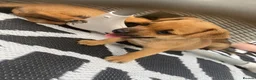 Mixed Breed dogs for sale: Jack Russell cross Yorkie cross Chihuahua  in Pontypool - Advert 11