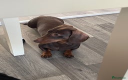 Miniature Dachshund dogs for sale: Blue needs new home  - Image 3