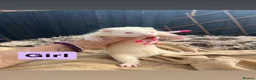 Ferret rodents for sale: part angora ferret  kits  - Advert 10