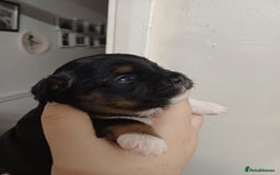 Mixed Breed dogs for sale: Stunning maltipoo x pug puppies  - Advert 1