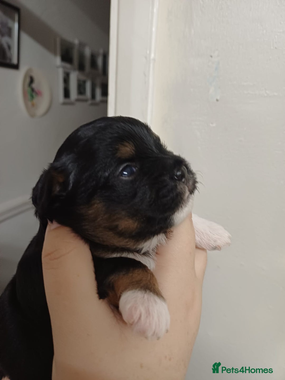 Mixed Breed dogs for sale: Stunning maltipoo x pug puppies  - Advert 1