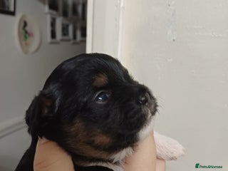 Mixed Breed dogs Stunning maltipoo x pug puppies - Advert 13