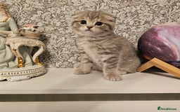 Scottish Fold cats for sale: 2 Adorable Scottish fold kittens left  - Advert 20