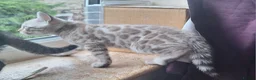 Bengal cats for sale: Bengals rare colours with clouded Leopard pattern - Advert 25