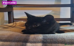 Mixed Breed cats for sale: Gorgeous Chunky Kittens  - Image 10