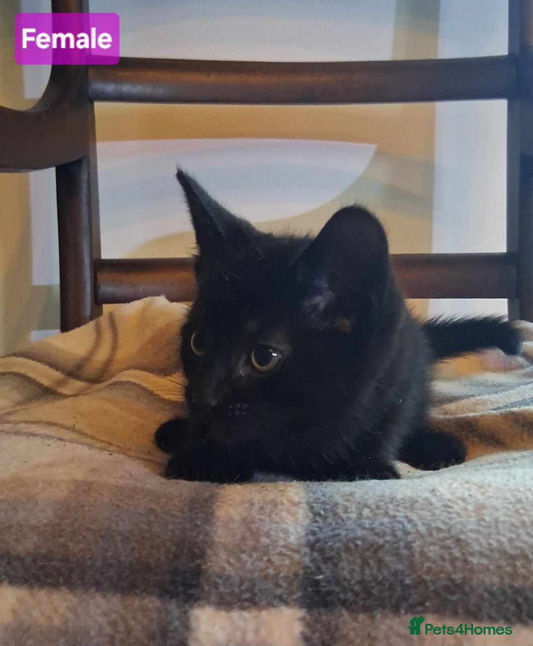 Mixed Breed cats for sale: Gorgeous Chunky Kittens  - Image 10