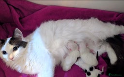 Munchkin cats for sale: Purebred TICA reg. Munchkin kittens ready to go  - Image 37