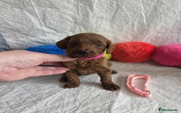 Goldendoodle dogs for sale: 👑Superb Rare Toy/Mini Deepest Red Goldendoodles👑 - Image 29