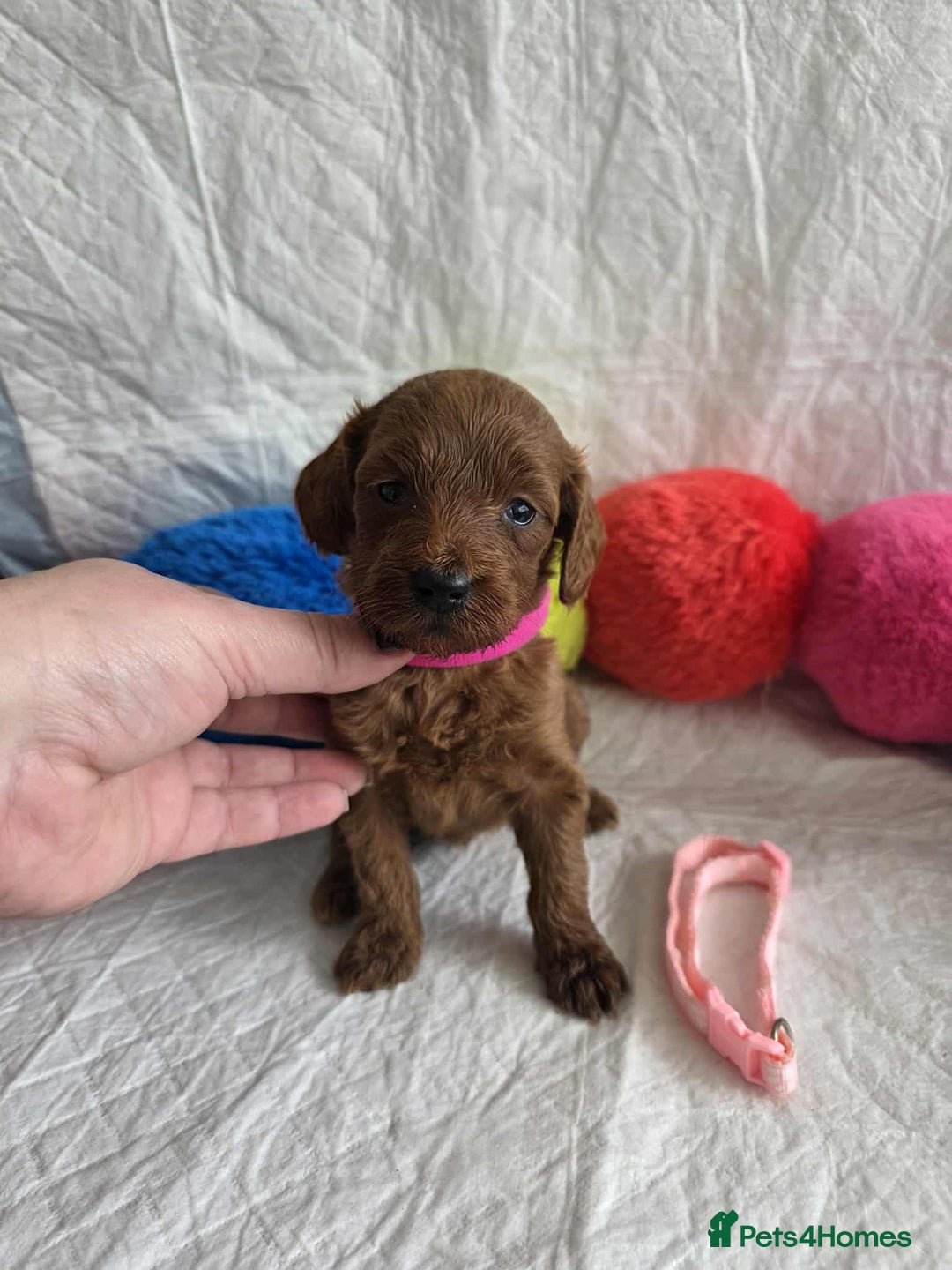 Goldendoodle dogs for sale: 👑Superb Rare Toy/Mini Deepest Red Goldendoodles👑 - Image 29