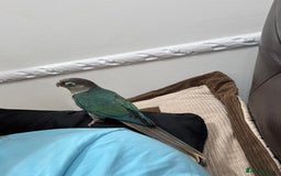 Lorikeets birds for sale: Hand fed baby conures for sale rare breed - Image 11