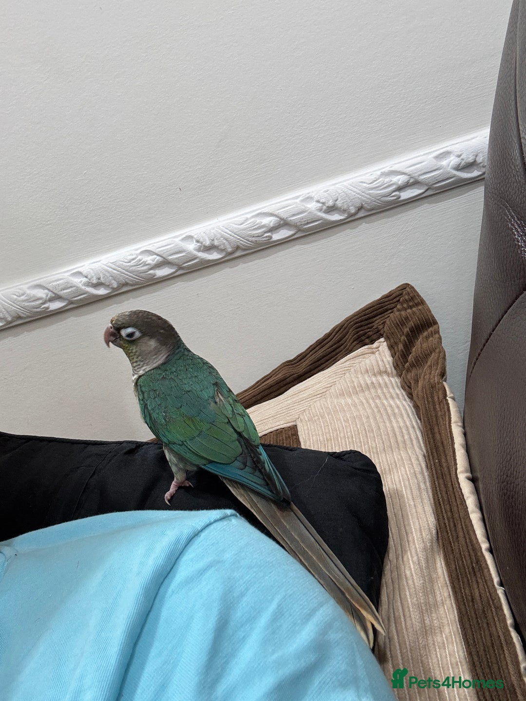 Lorikeets birds for sale: Hand fed baby conures for sale rare breed - Image 11