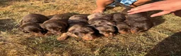 Miniature Dachshund dogs for sale: Long Haired Miniature Dachshund  - Advert 1
