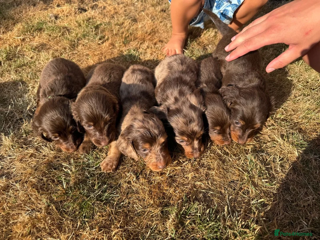 Miniature Dachshund dogs for sale: Long Haired Miniature Dachshund  - Advert 1