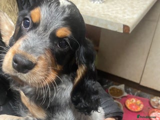 Cocker Spaniel dogs Beautiful cocker spaniel pups last remaining boy - Advert 4