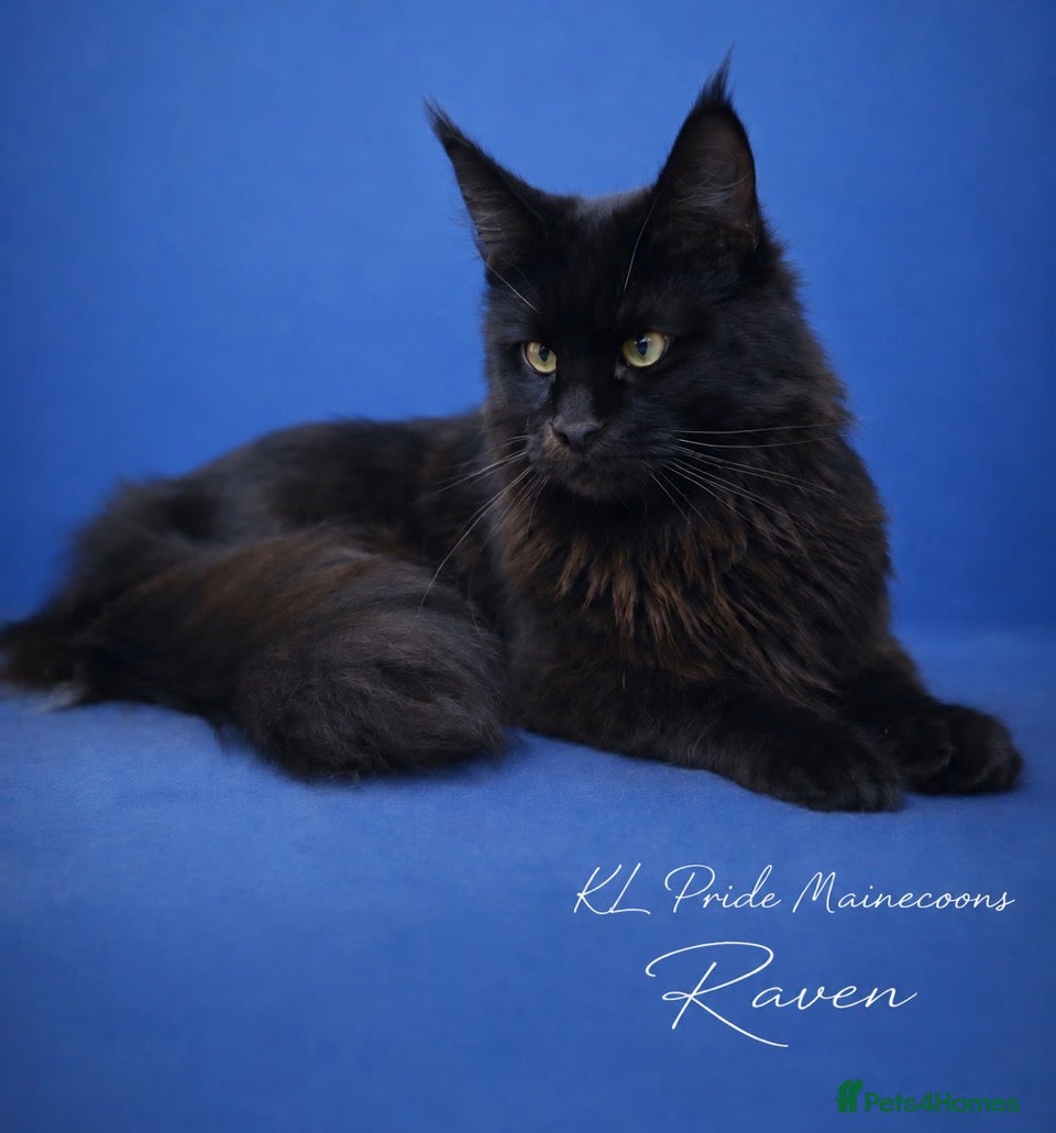 Maine Coon cats Xl Maine Coon Kittens Russian bloodlines - Advert 3