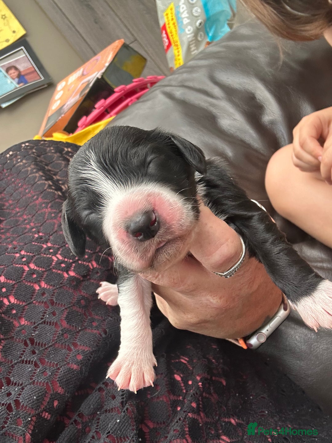 Mixed Breed dogs for sale: Border doodle - Image 28