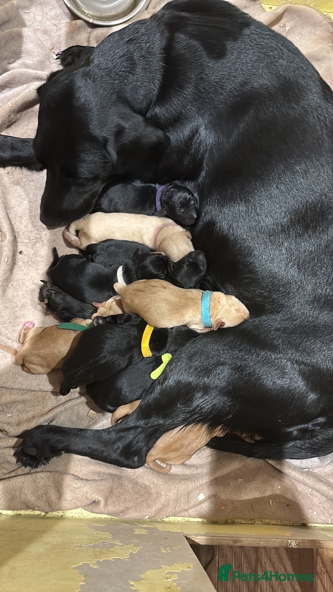 Mixed Breed dogs Labrador x puppies  - Advert 10