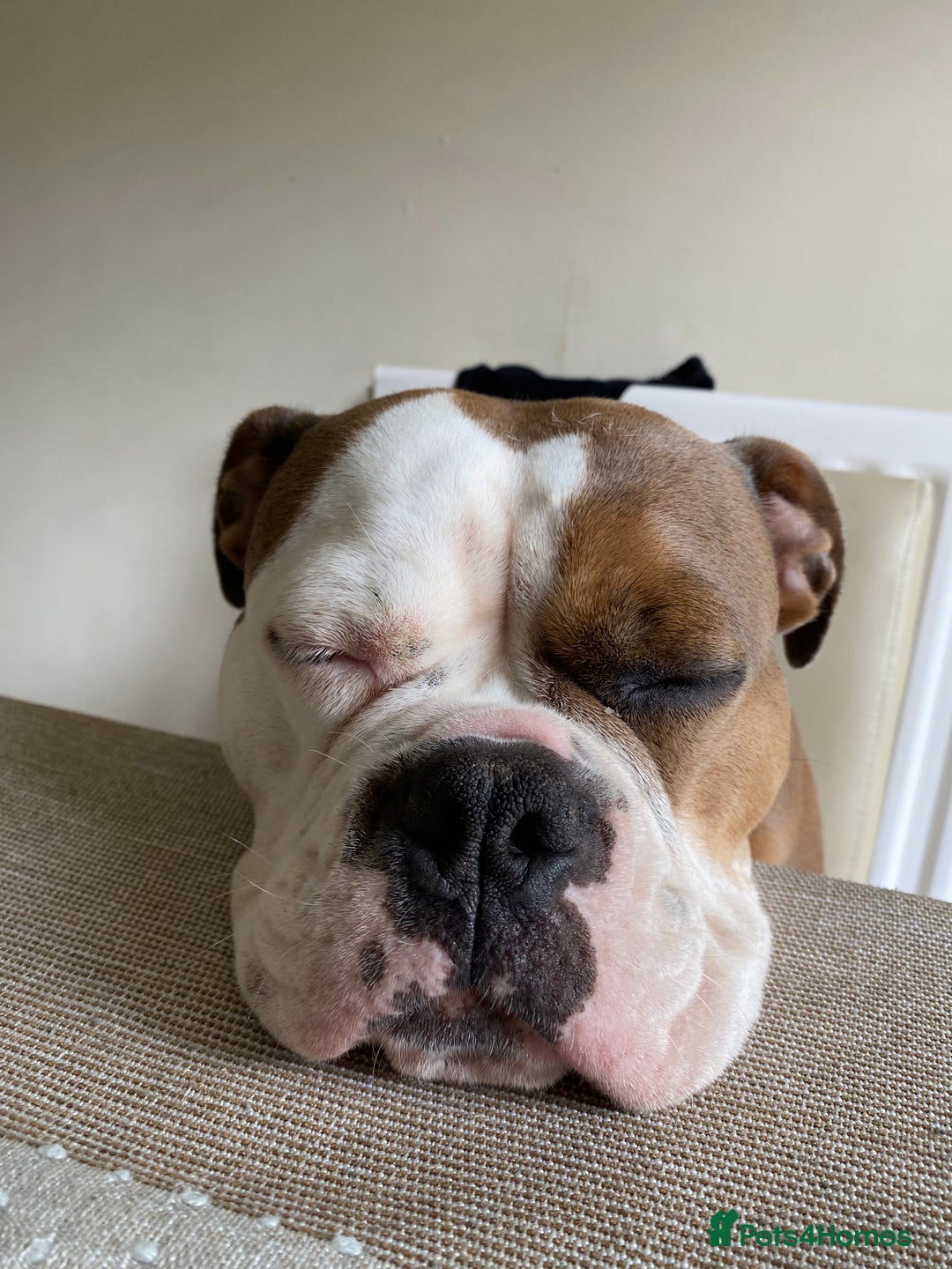 Olde English Bulldogge dogs for sale: Boo the Bulldog  - Advert 4