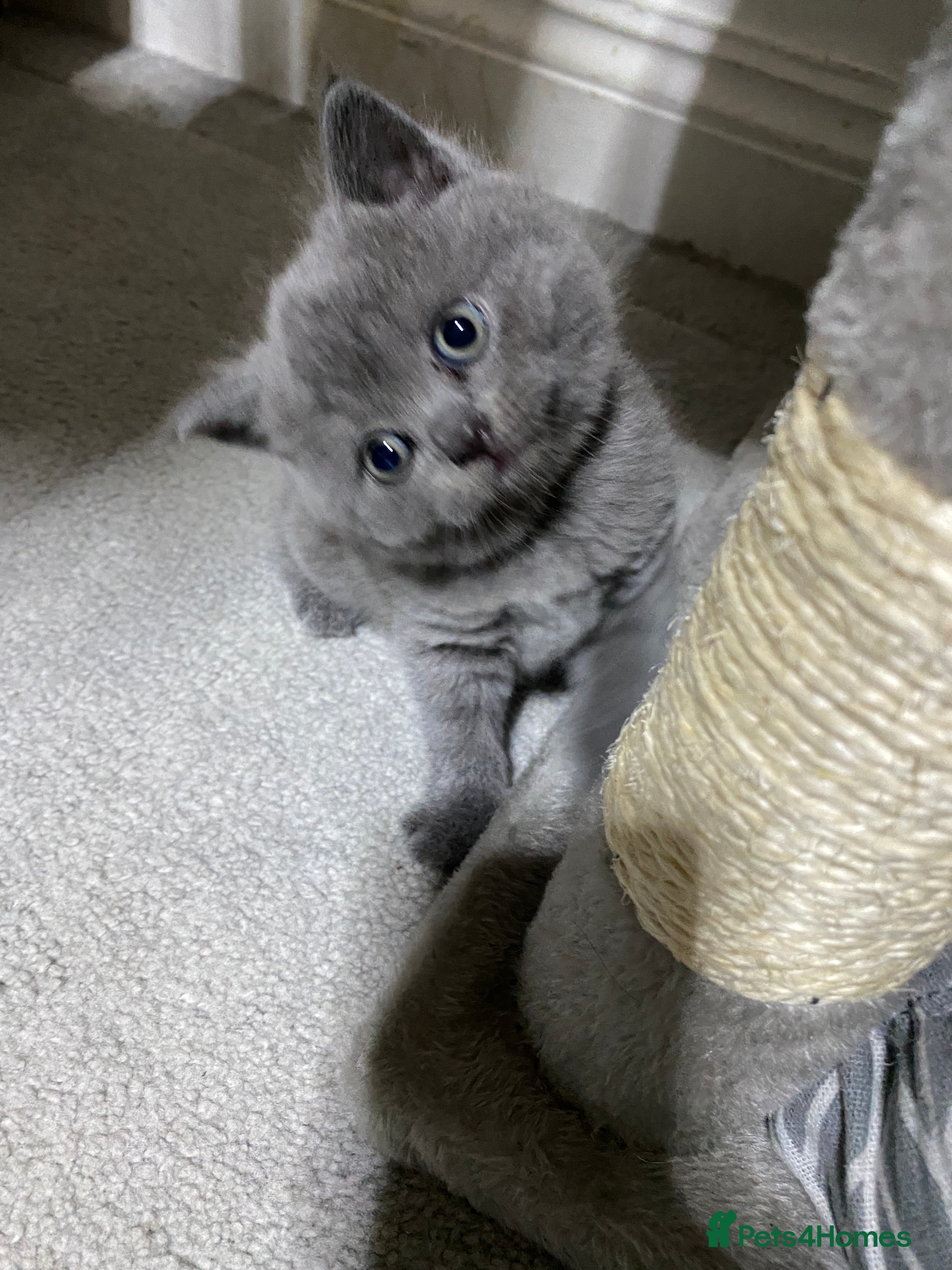 British Shorthair cats Four adorable pedigree British shorthair kittens  - Advert 2
