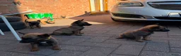 Belgian Shepherd Dog dogs for sale: BELGIAN MALINOIS PUPPIES – READY NOW! Birmingham - Advert 3