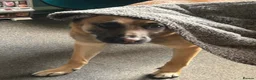 Belgian Shepherd Dog dogs for stud: Ragnar - Advert 9