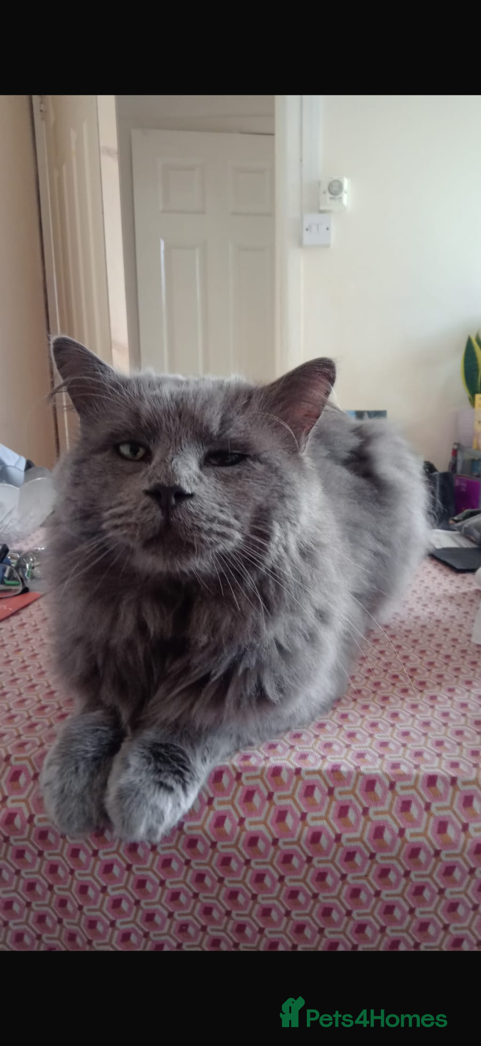 Maine Coon cats Maine Coon/ Ragdoll Cat for a good home - Advert 9