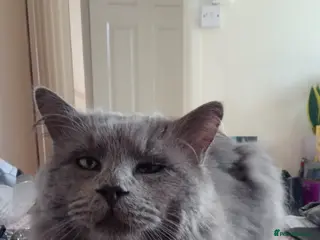 Maine Coon cats Maine Coon/ Ragdoll Cat for a good home - Advert 1