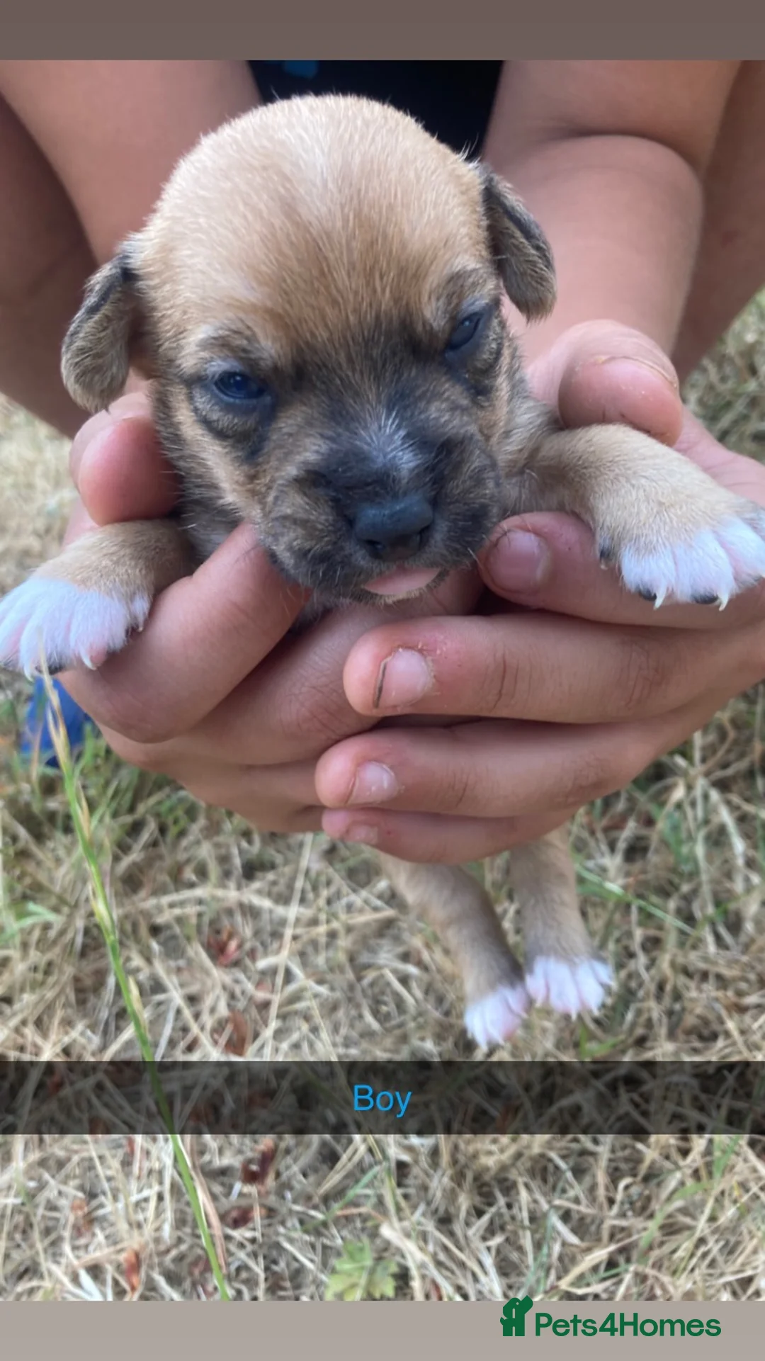 Jack Russell dogs for sale: Jack Russell X Border Terrier Jack Russell in Shrewsbury - Advert 2