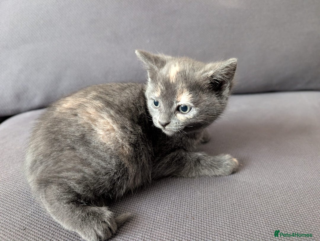 Domestic Shorthair cats for sale: Adorable domestic shorthair kittens, ready to go - Advert 15