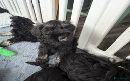Miniature Schnauzer dogs for sale: health tested parents  - Image 4