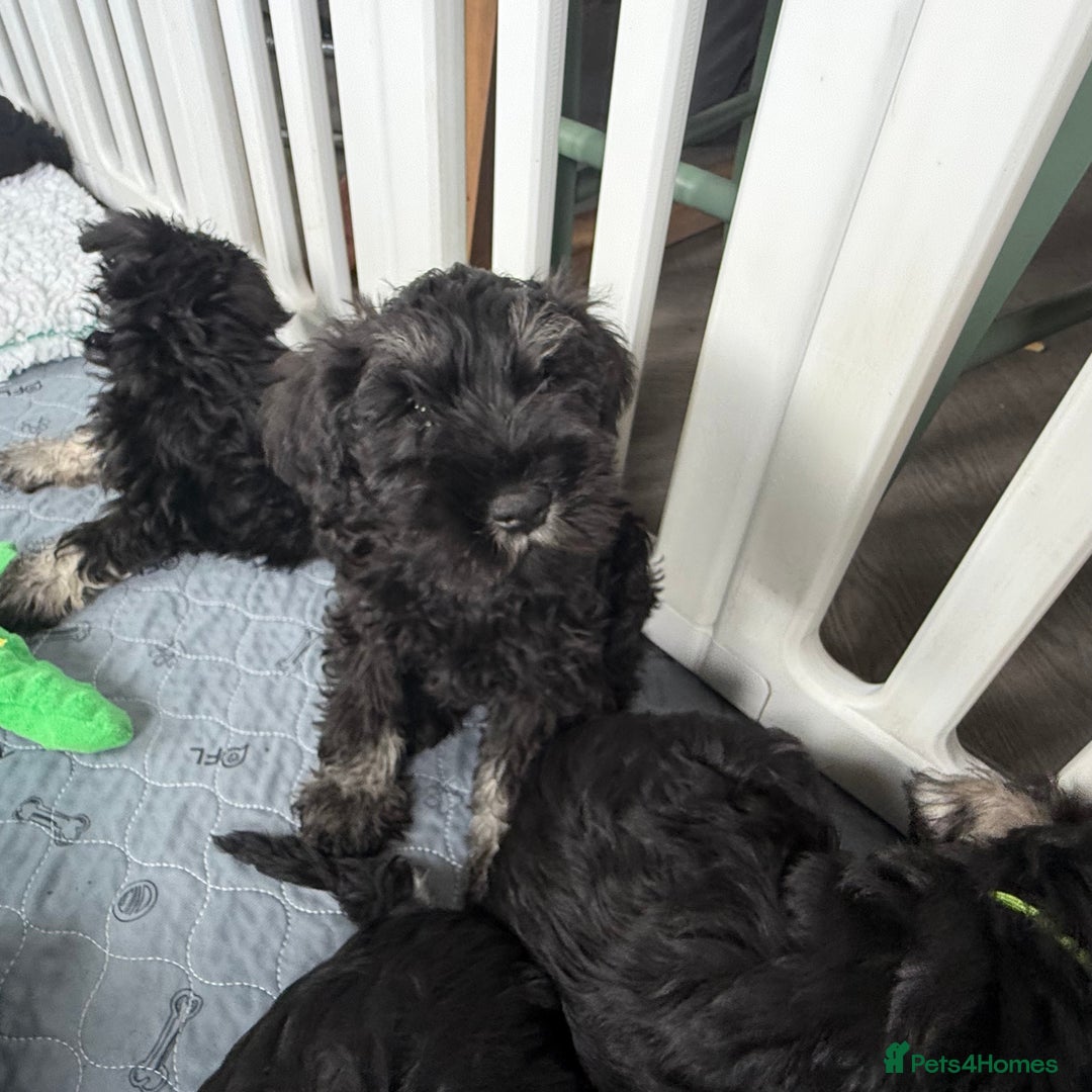 Miniature Schnauzer dogs for sale: health tested parents  - Image 4