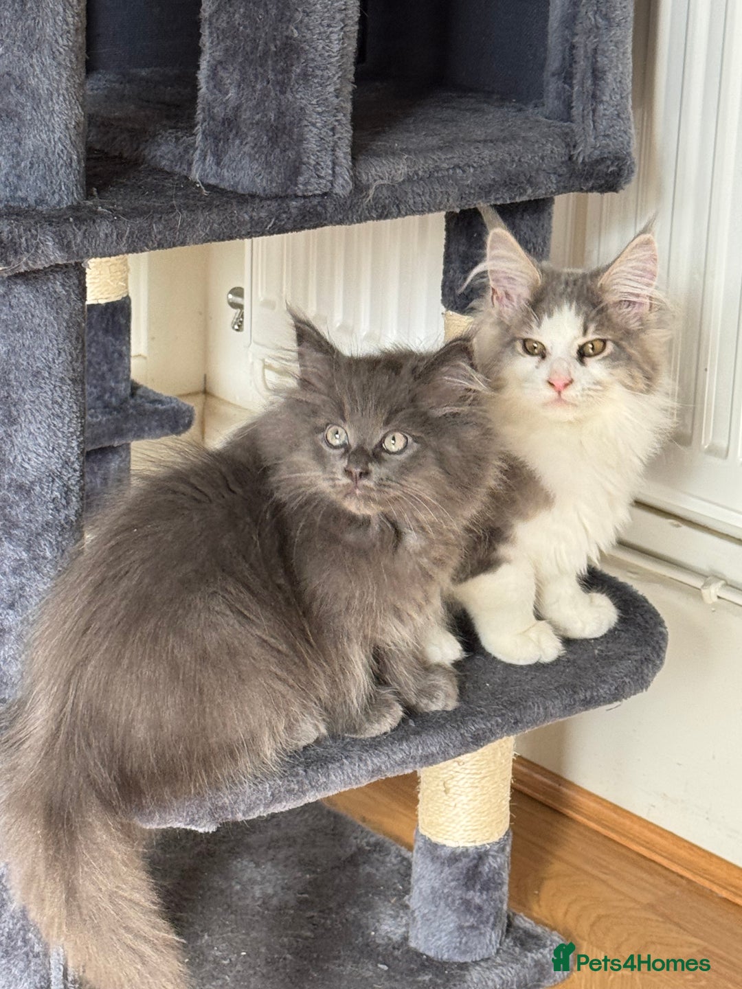 Maine Coon cats for sale: Maine coon x Ragdoll READY NOW 1 BOY LEFT - Image 9