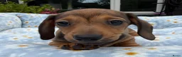 Miniature Dachshund dogs for sale: Miniature dachshund puppies 🐶 READY NOW - Advert 6