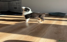 Australian Shepherd dogs for sale: Last KC registered Australian Shepard puppy! - Image 6